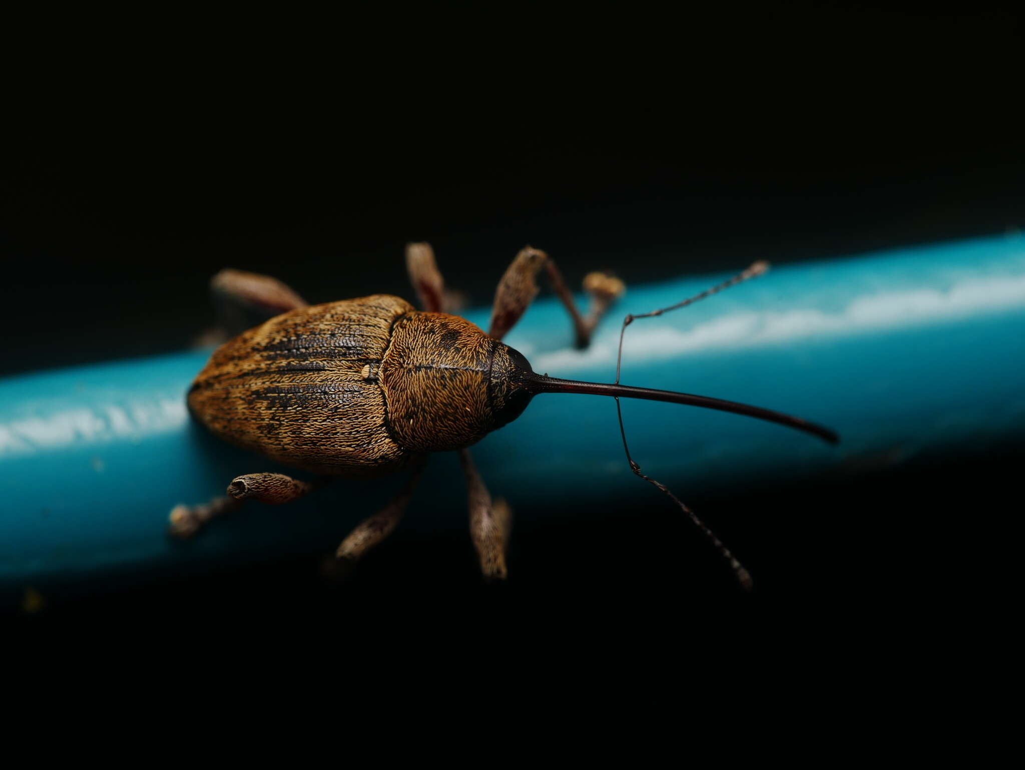 Image of Acorn weevil