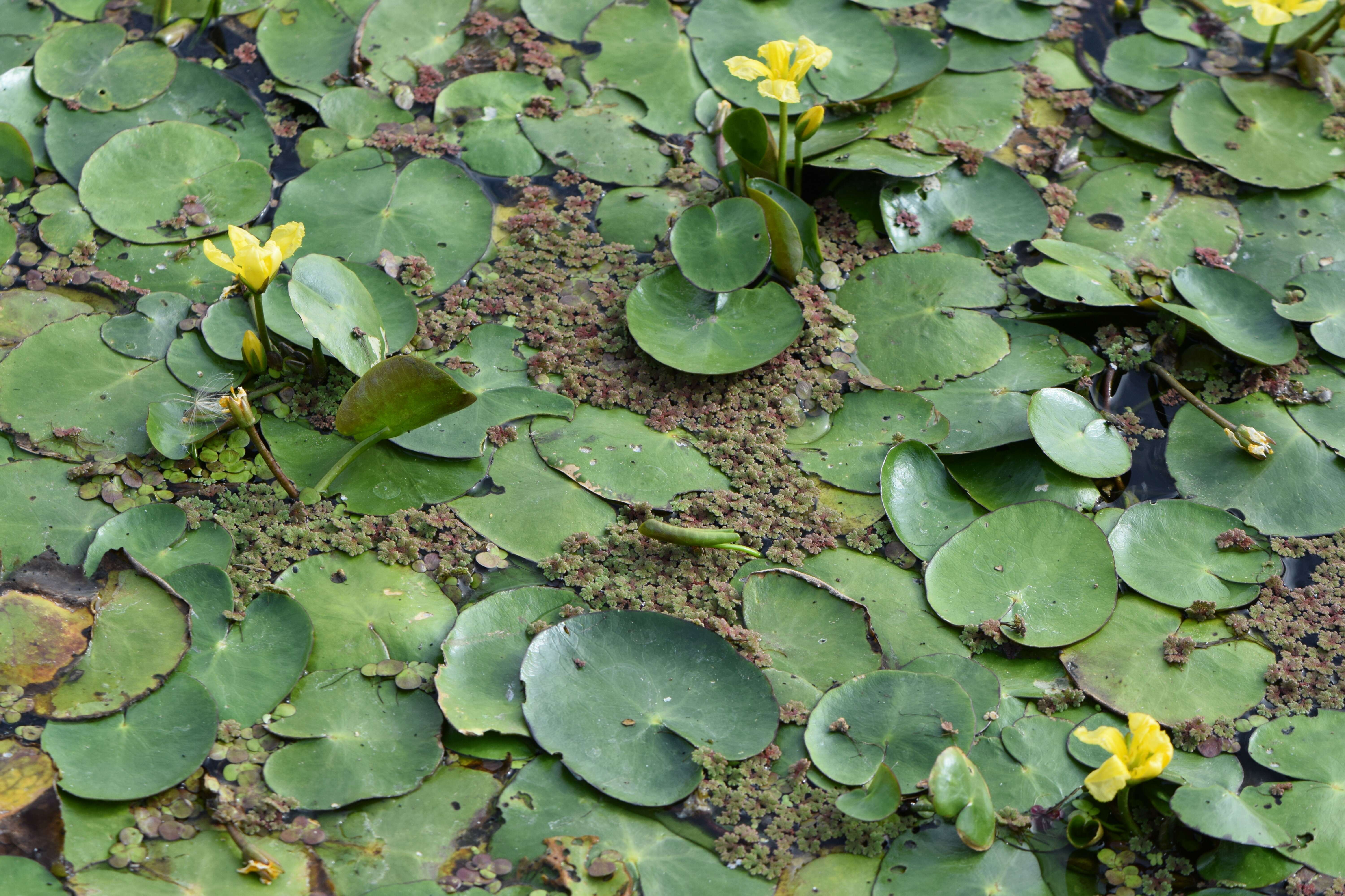 Image of yellow floatingheart