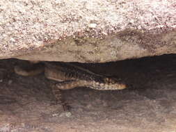 Image of Striped Lava Lizard