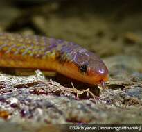 Image of Brown Reed Snake