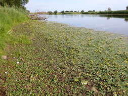 Image of yellow floatingheart