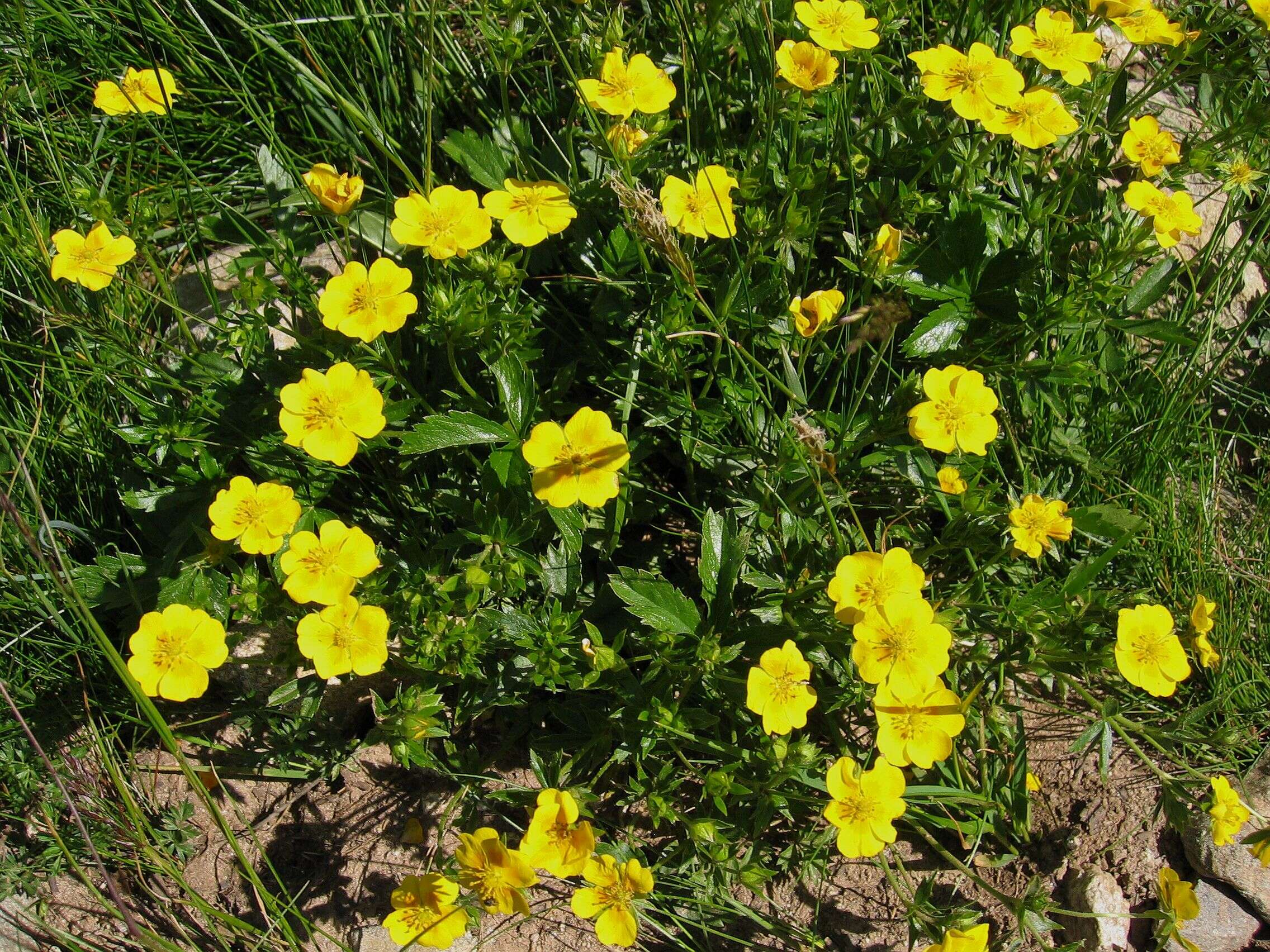 Image of Potentilla aurea L.