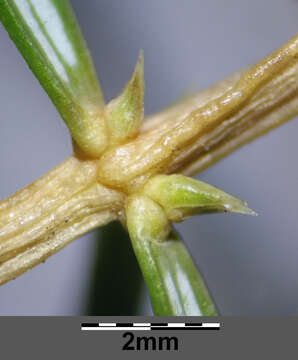 Image of Common Juniper