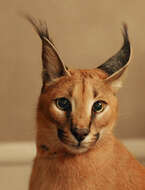 Image of Caracals