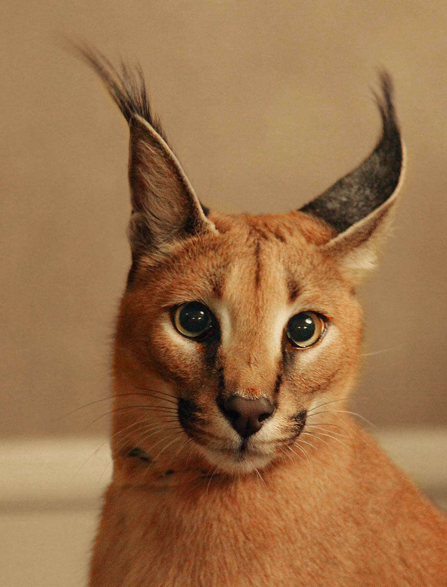 Image of Caracals