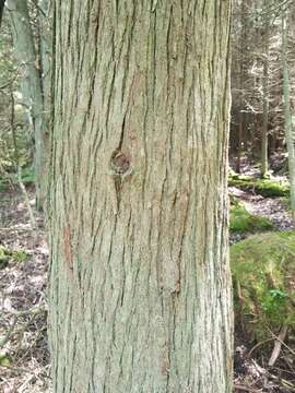 Image of Atlantic White Cedar