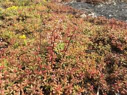 Image of White Stonecrop