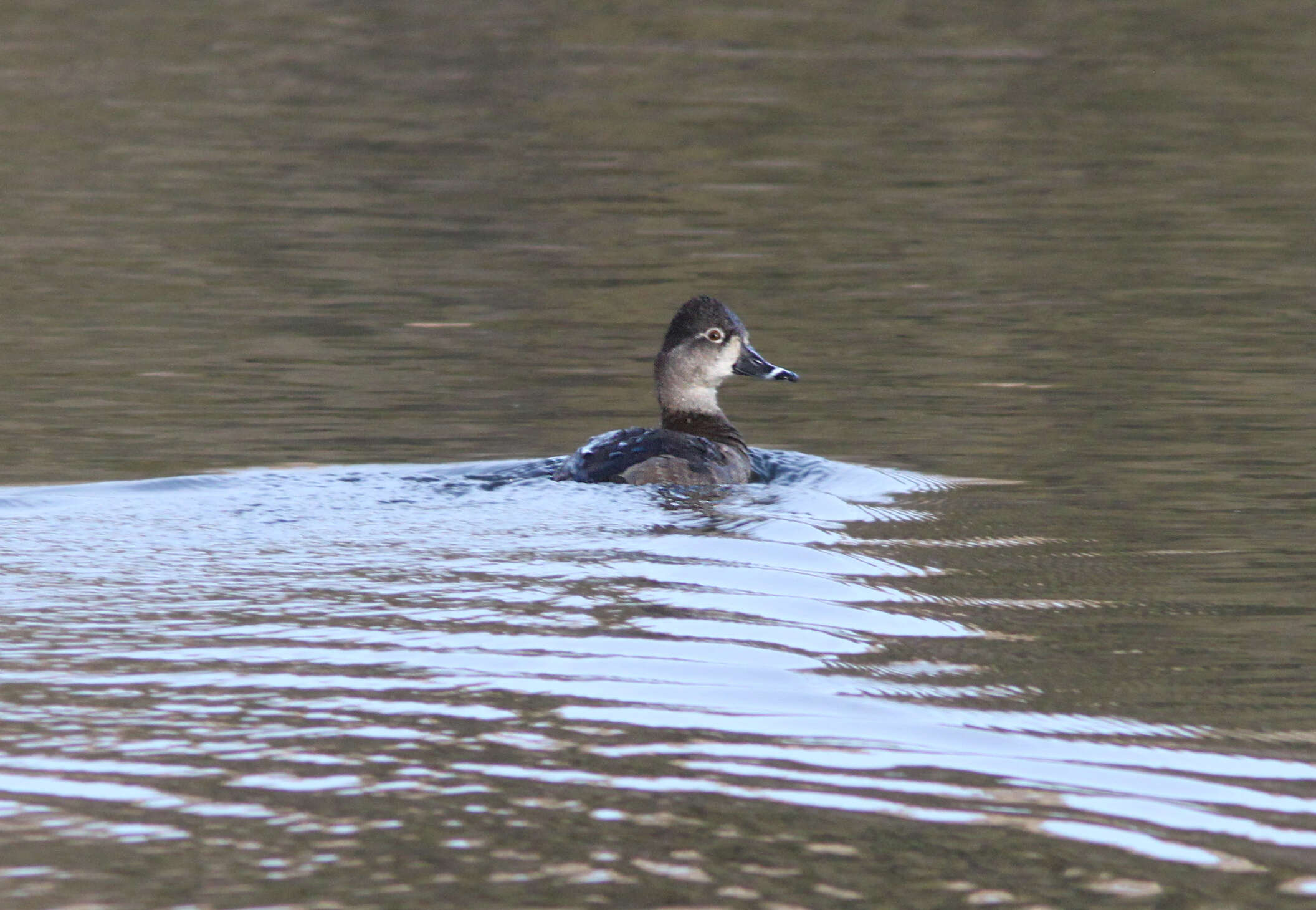 Image of Ring-necked Duck