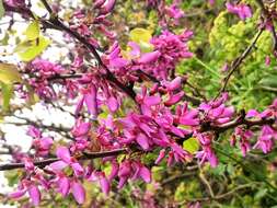 Image of Judas-tree