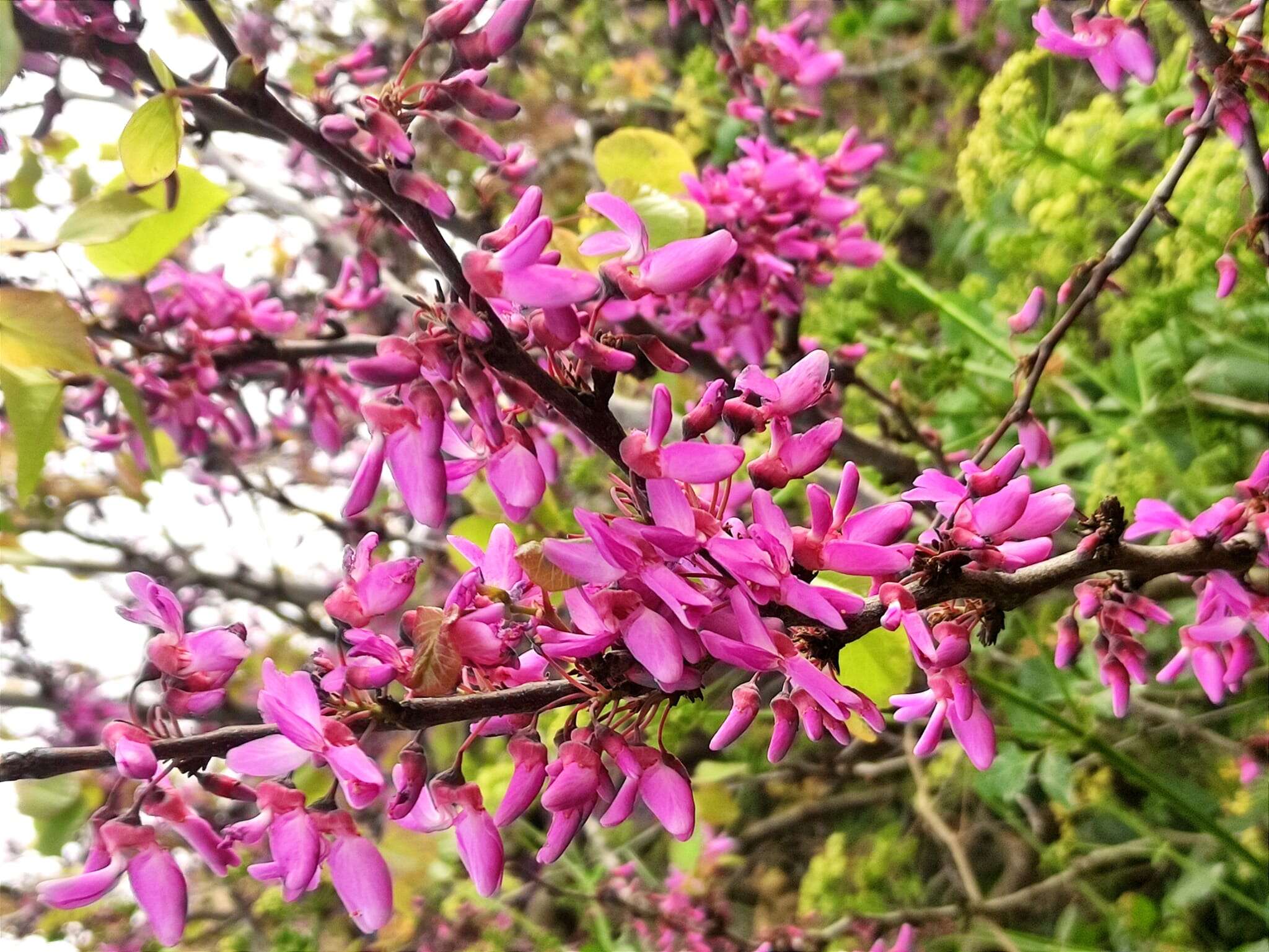 Image of Judas-tree