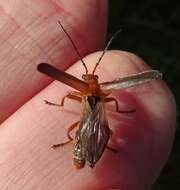 Image de Cantharis rufa