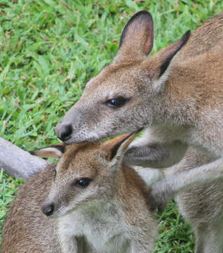 Image of Agile Wallaby