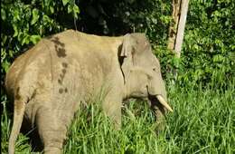 Image of Borneo elephant