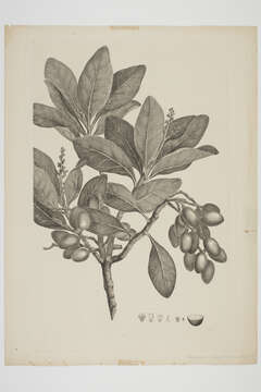 Image of corynocarpus