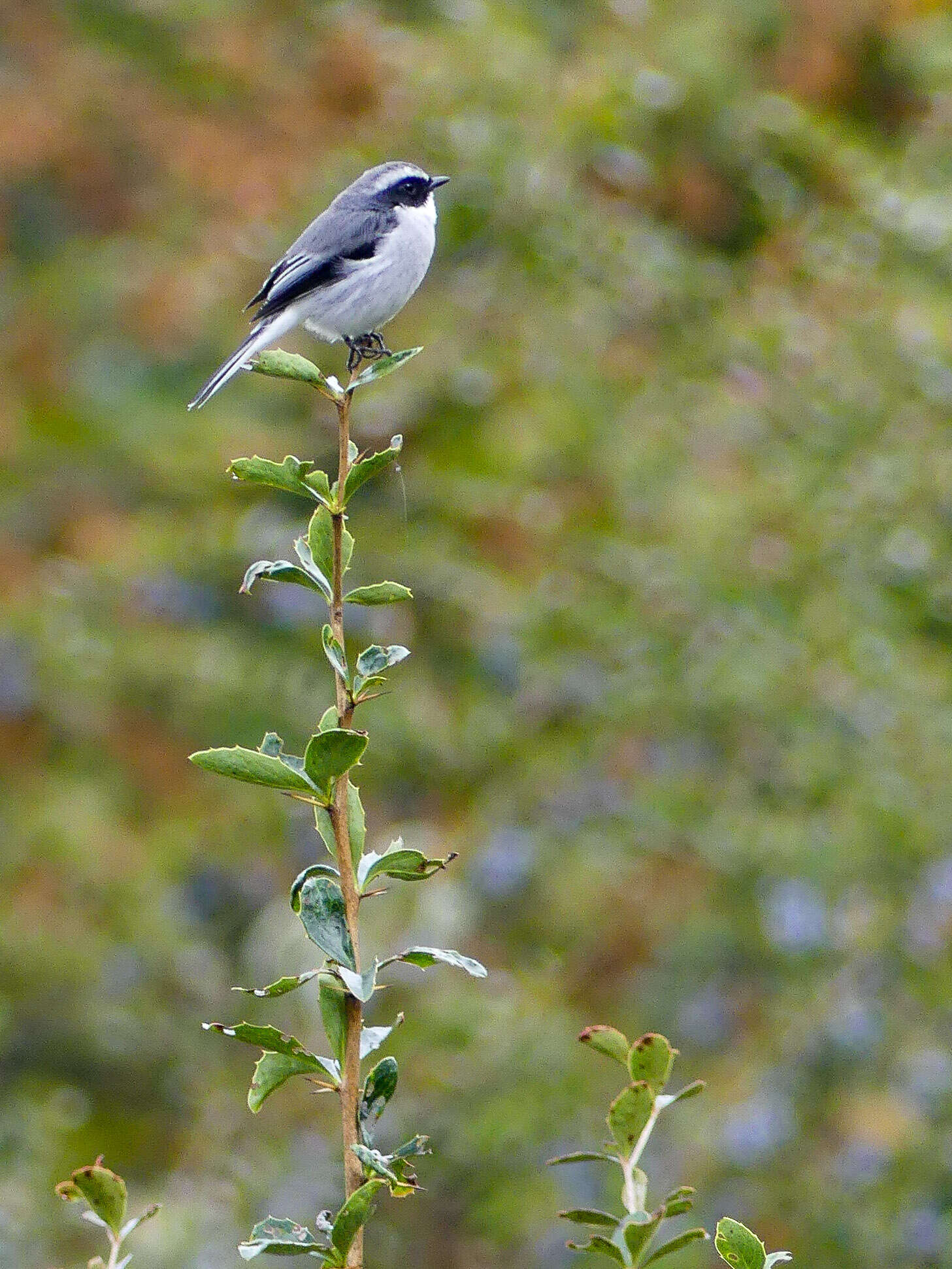 Image of Grey Bush Chat