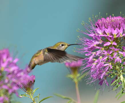 Image of Broad-tailed Hummingbird