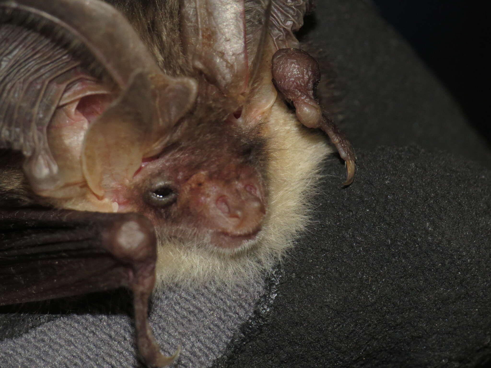 Image of Brown long-eared bat