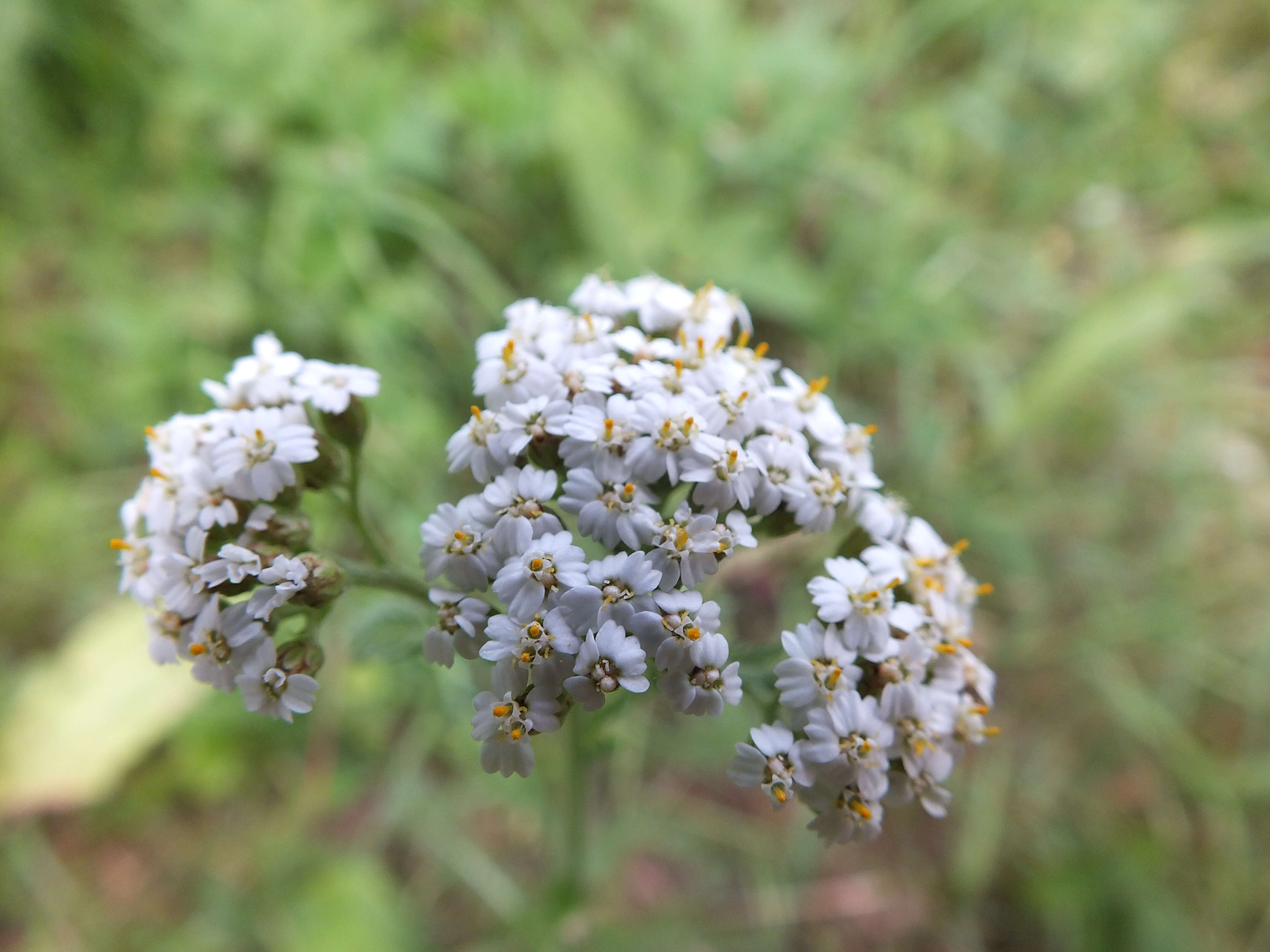 Image of yarrow, milfoil