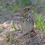 Image of Hermit Thrush