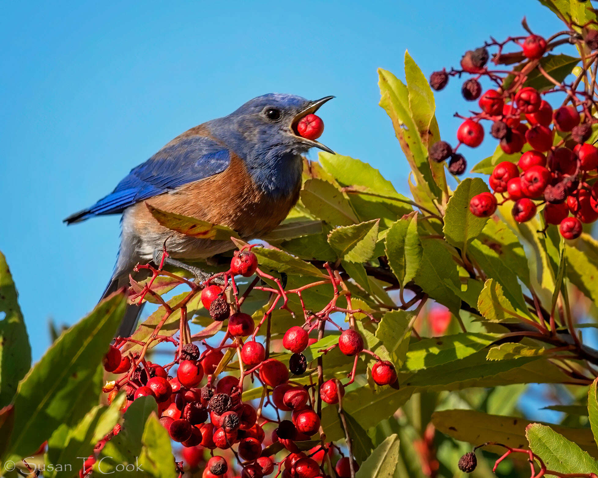 Image of Western Bluebird