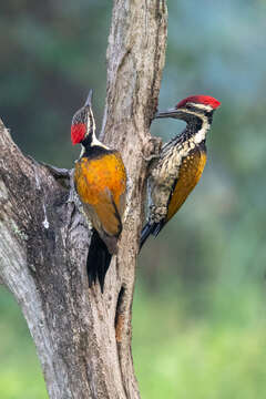 Image of Black-rumped Flameback