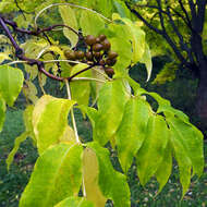 Image of corktree