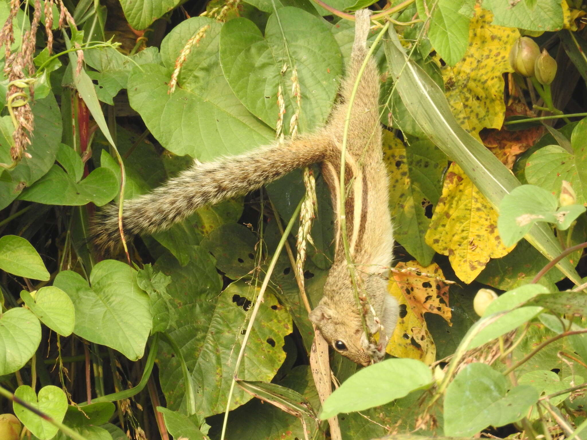 Image of Indian palm squirrel