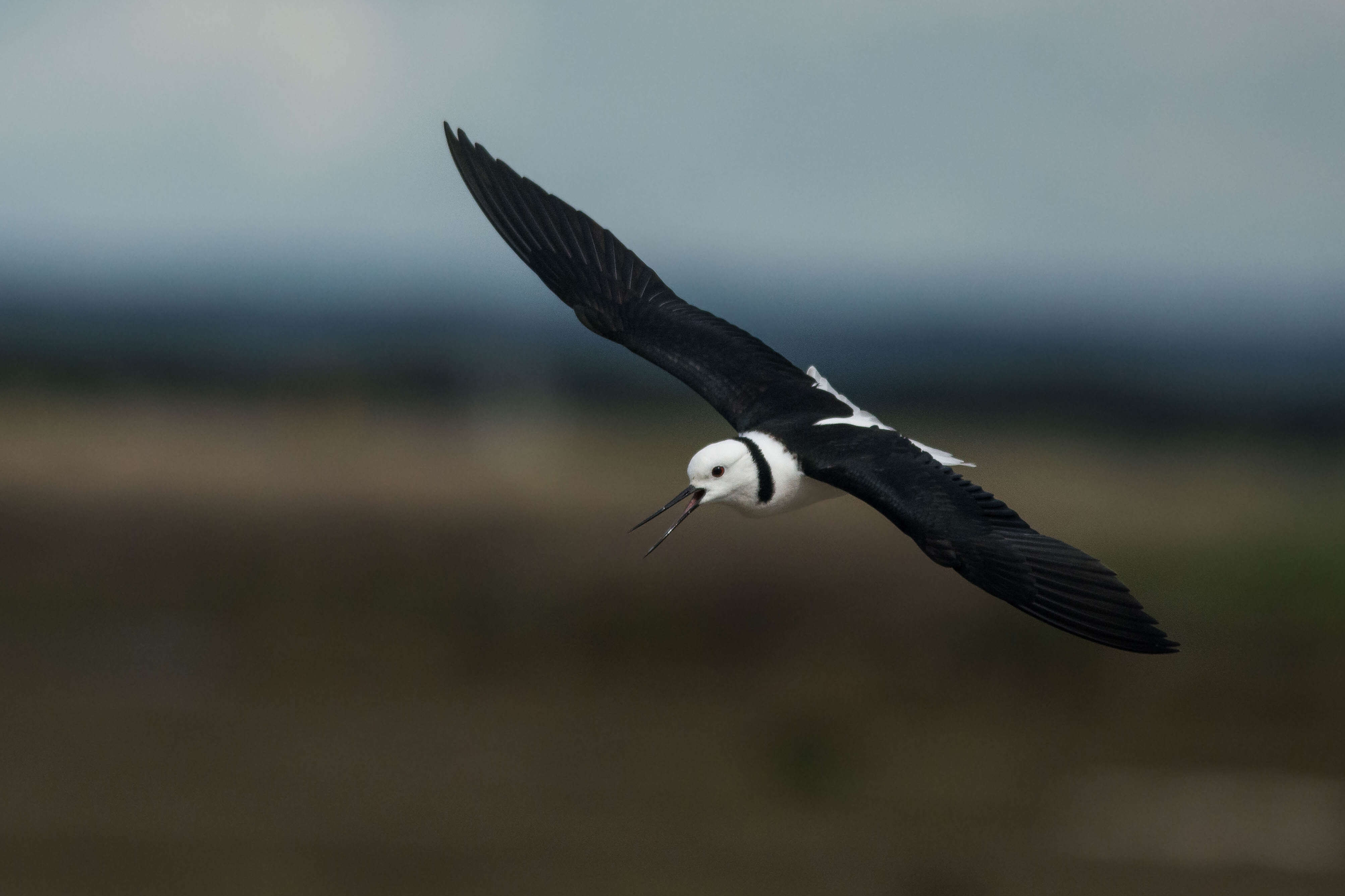 Image of Pied Stilt