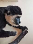 Image of Mantled Colobus