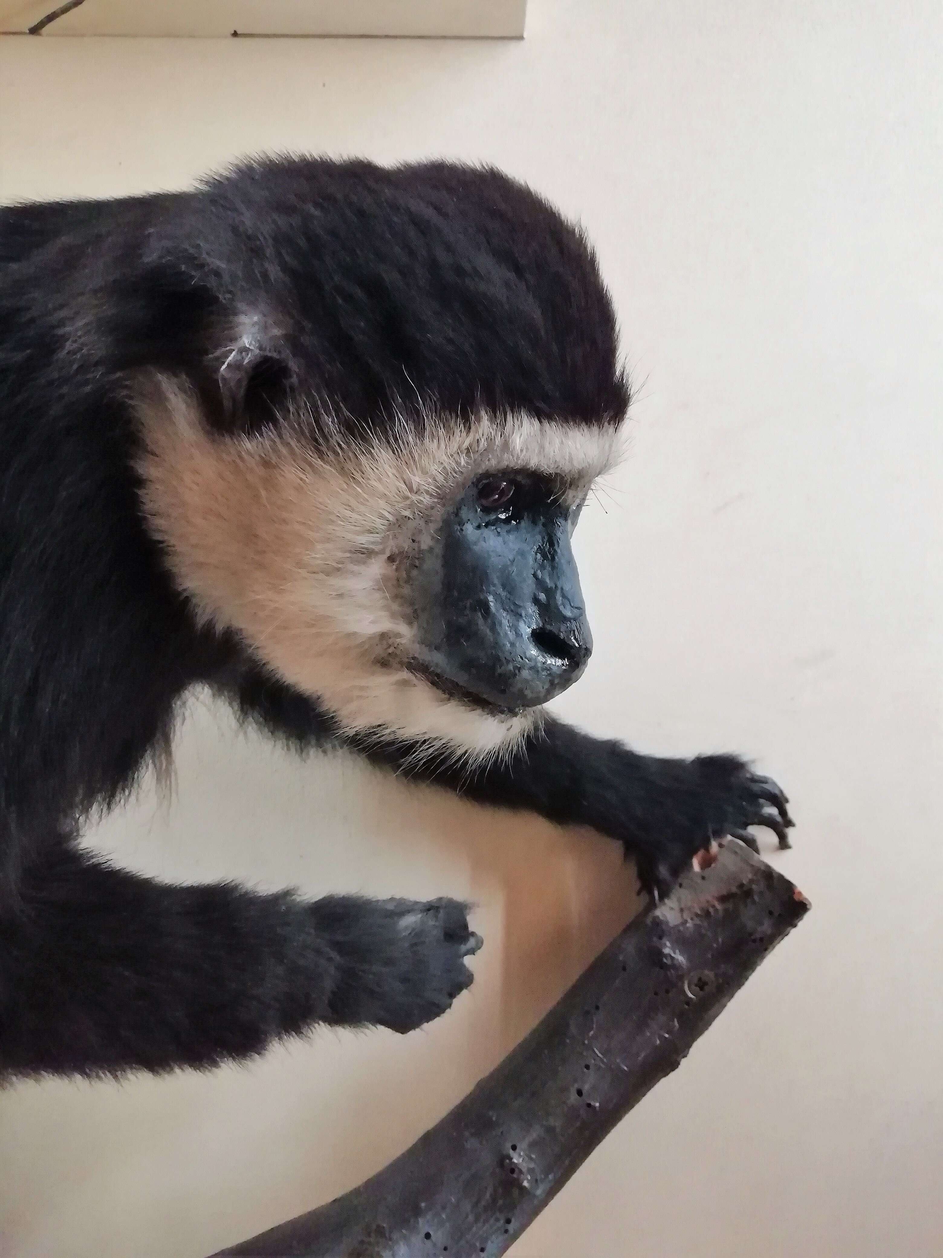 Image of Mantled Colobus