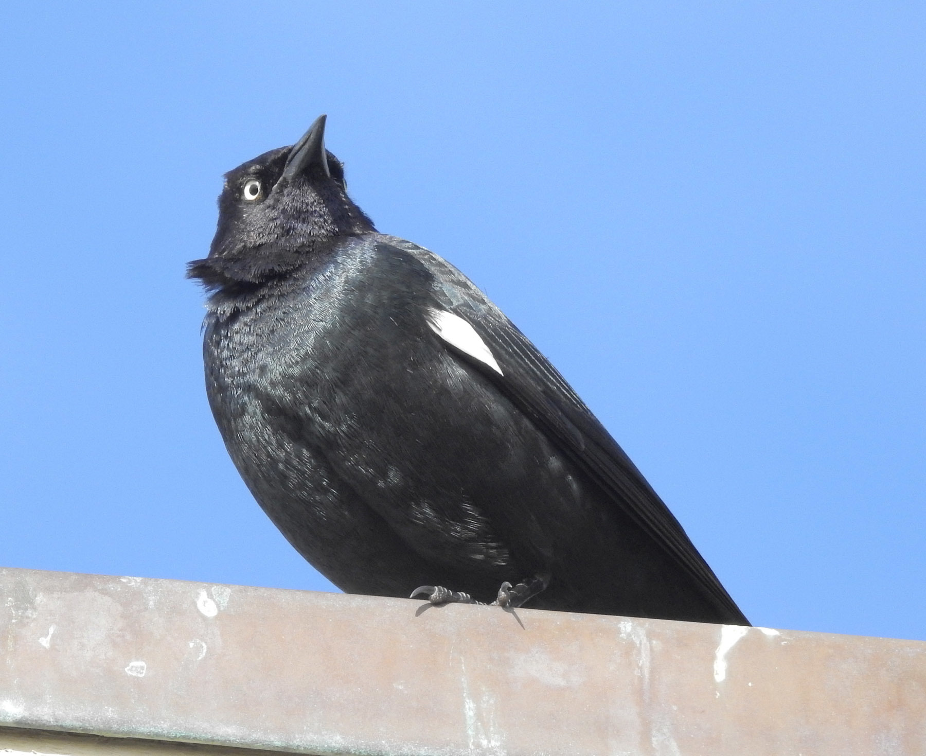 Image of Brewer's blackbird