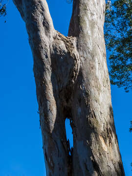 Image of forest redgum