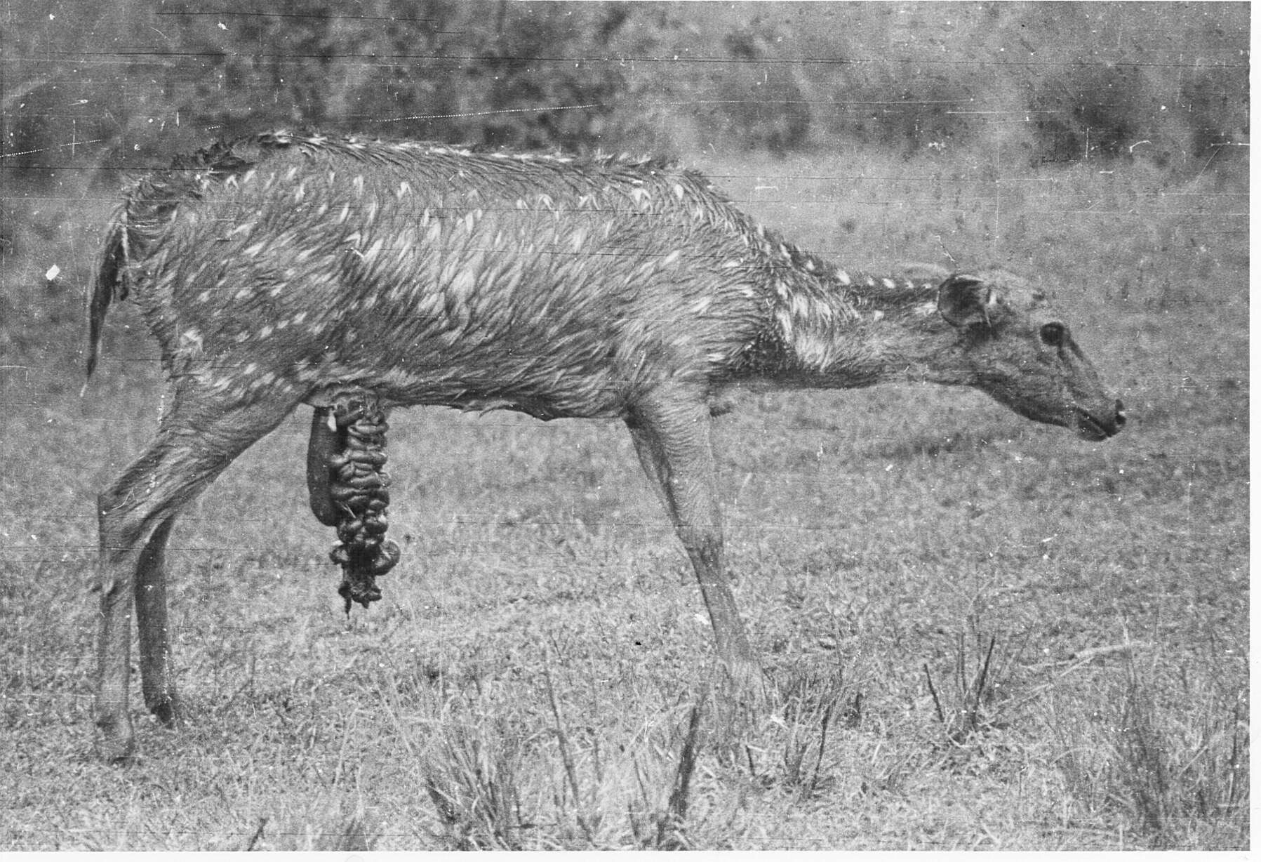 Image of Axis Deer