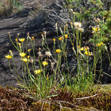 Scorzoneroides autumnalis subsp. autumnalis resmi