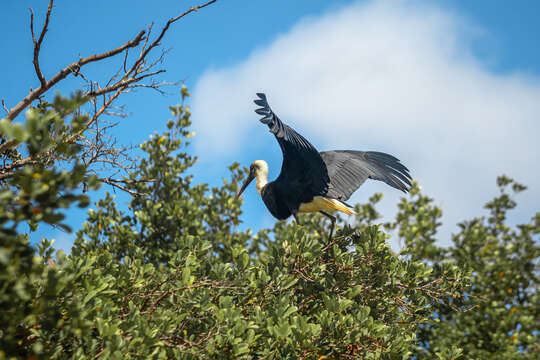 صورة <i>Ciconia microscelis</i>