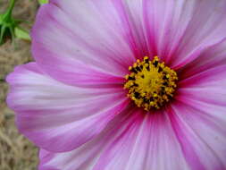 Image of garden cosmos