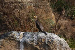 Image of Black Shag