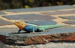 Image of Kirk's Rock Agama