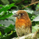 Image of Moustached Puffbird