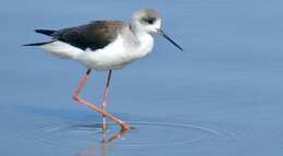 Image of Black-winged Stilt