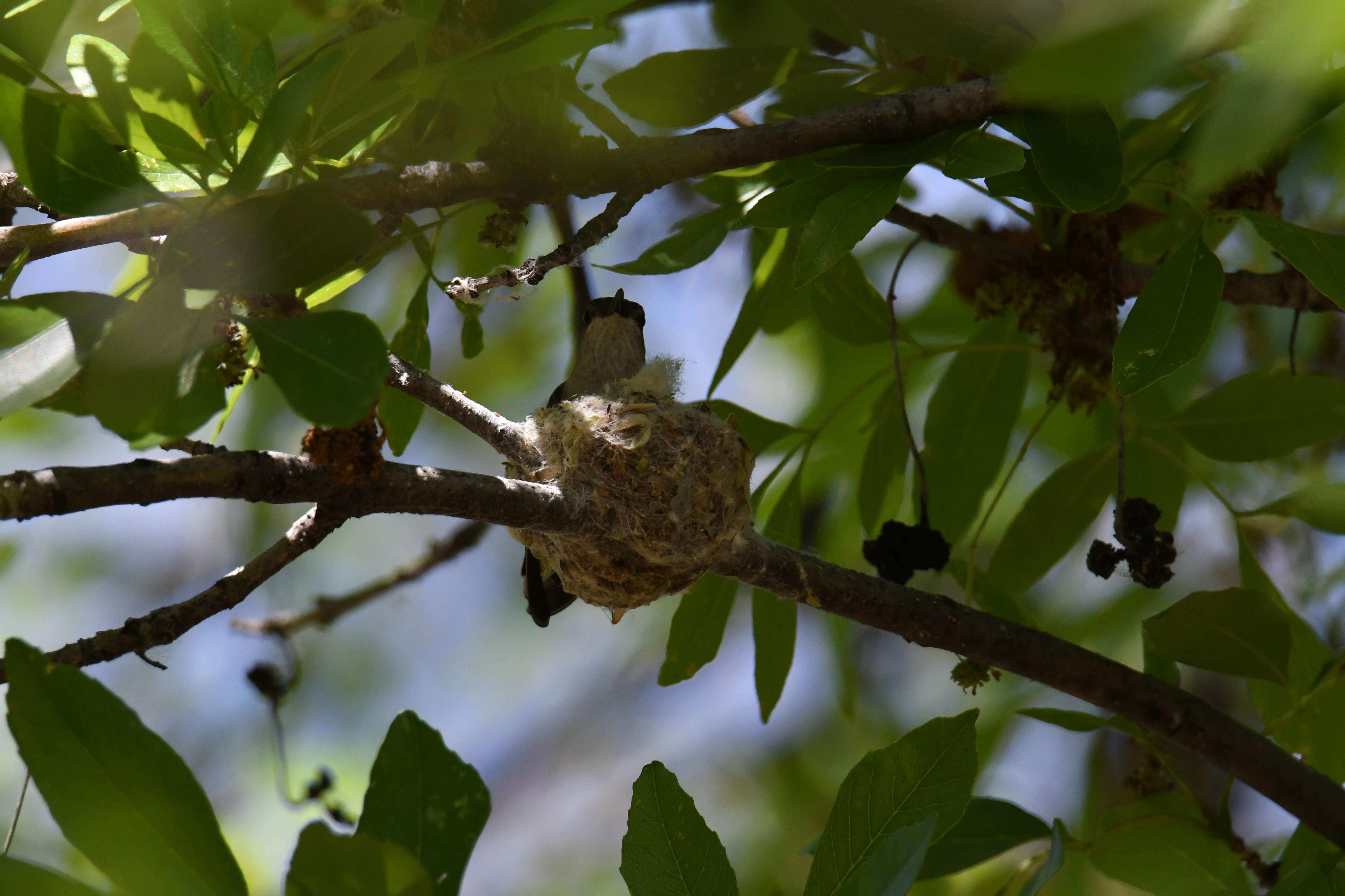 Image of Black-chinned Hummingbird