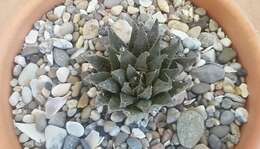 Image of Haworthia maraisii Poelln.