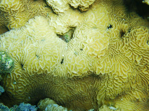 Image of lettuce coral