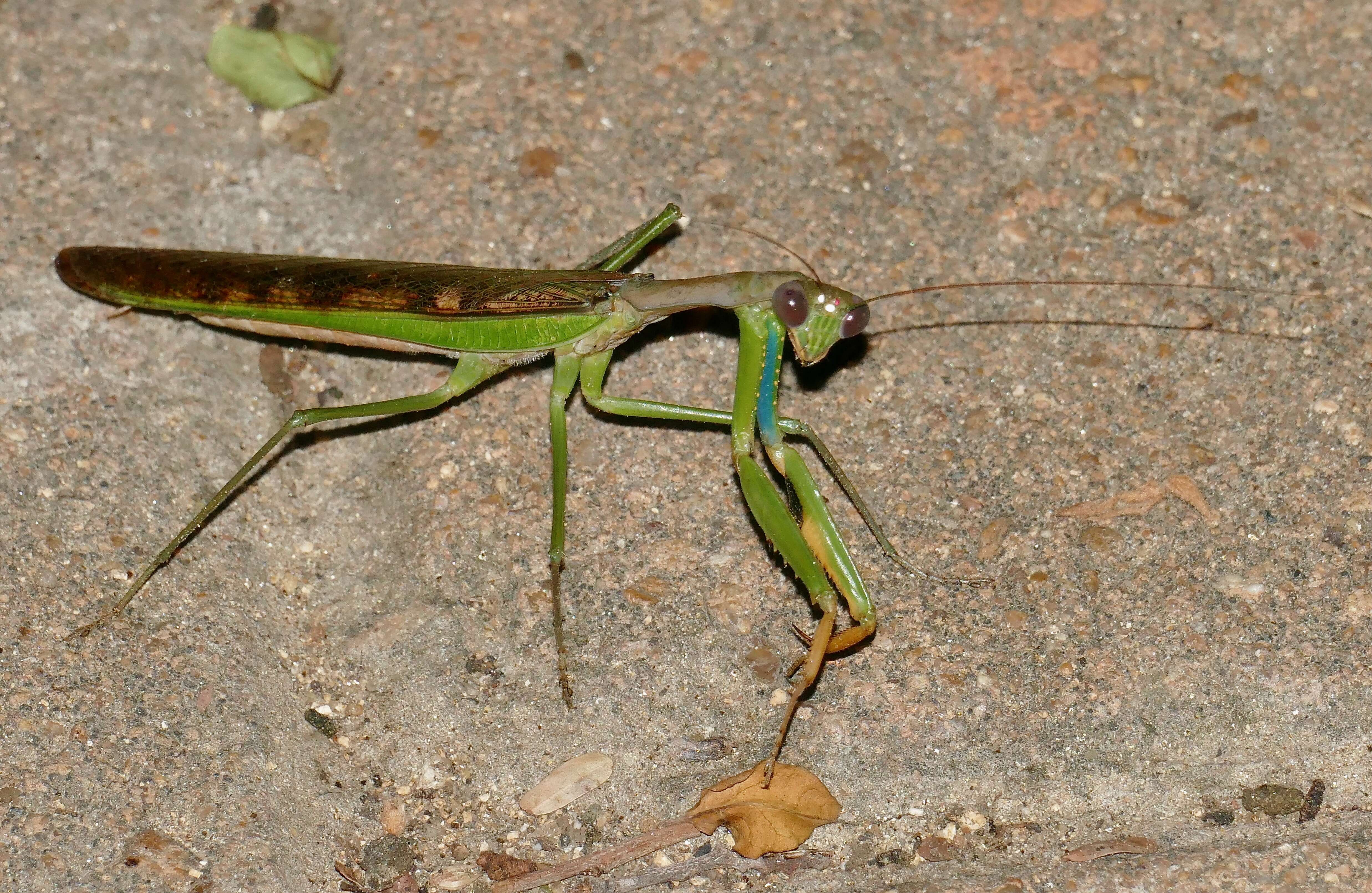 Image of Polyspilota aeruginosa (Goeze 1778)