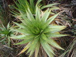 Eryngium humboldtii Delar. resmi