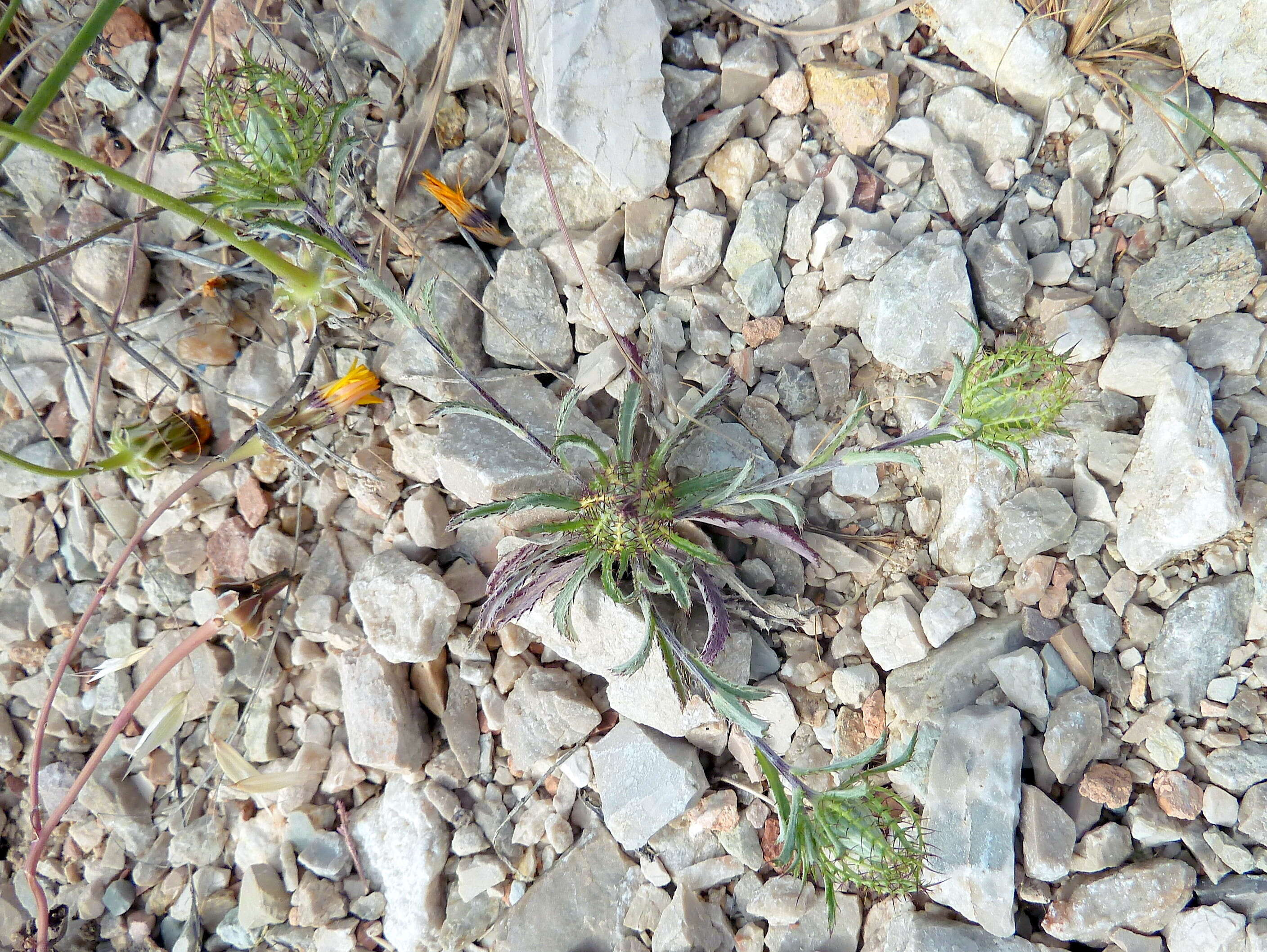 Image of Cage thistle