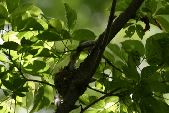 Image of gnatcatchers