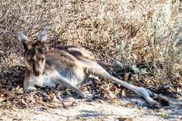 Macropus fuliginosus (Desmarest 1817) resmi