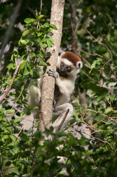 Image of Verreaux's Sifaka