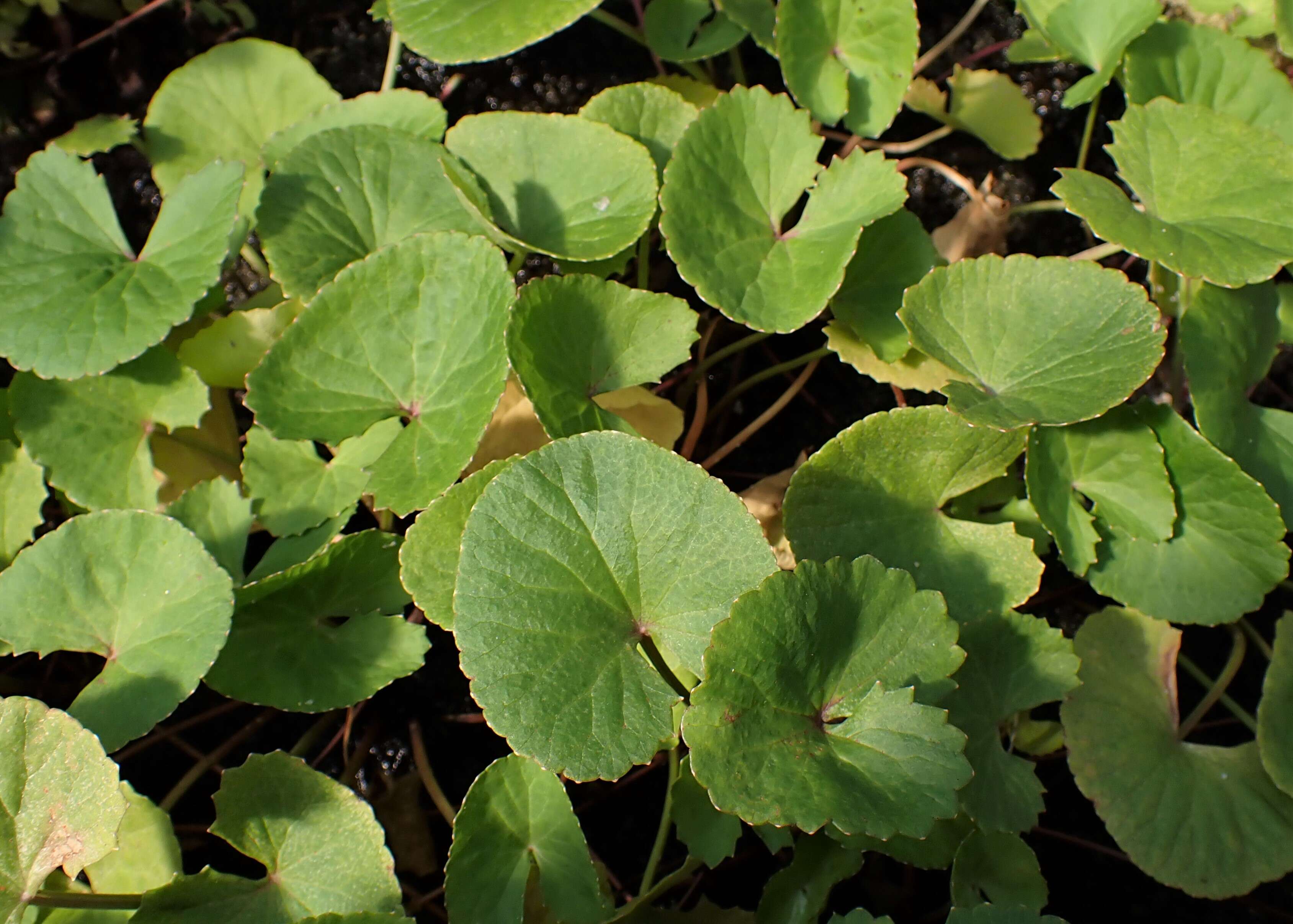 Image of Centella